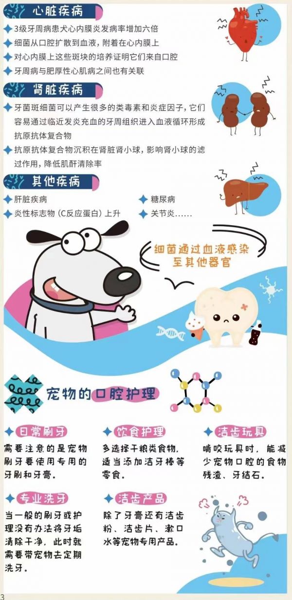 【今日分享】 1、认识宠物口腔 2、是什么损害了口腔健康 3、解码口腔护理与宠物寿命 4、宠物的口腔护理