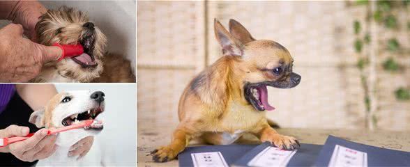 别再狗齿不清了!口腔保健很重要,这些毛孩子更要注意口腔健康