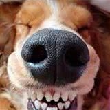 给狗刷牙,预防口腔疾病