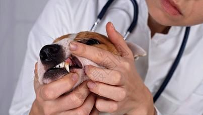 保持宠物狗口腔健康的实用指南