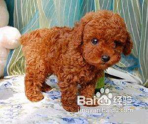 怎么鉴别纯种泰迪犬