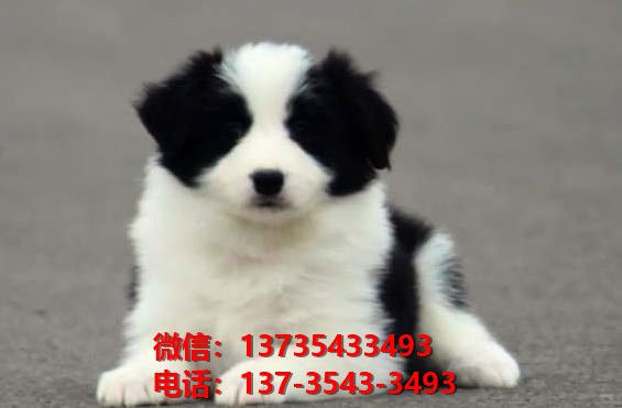 嘉兴宠物狗狗犬舍出售纯种边牧幼犬哪里有狗市