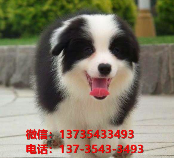 常州宠物狗狗犬舍出售纯种边牧幼犬哪里有狗市