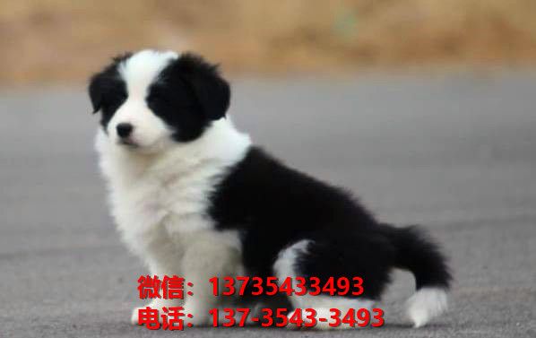 石家庄宠物狗狗犬舍出售纯种边牧幼犬 七白三