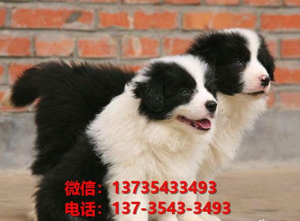 贵阳宠物狗狗犬舍出售纯种边牧幼犬边境牧羊犬