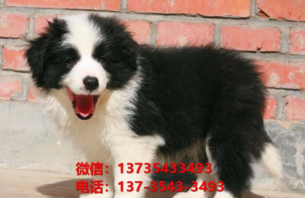 广州宠物狗狗犬舍出售纯种边牧幼犬边境牧羊犬