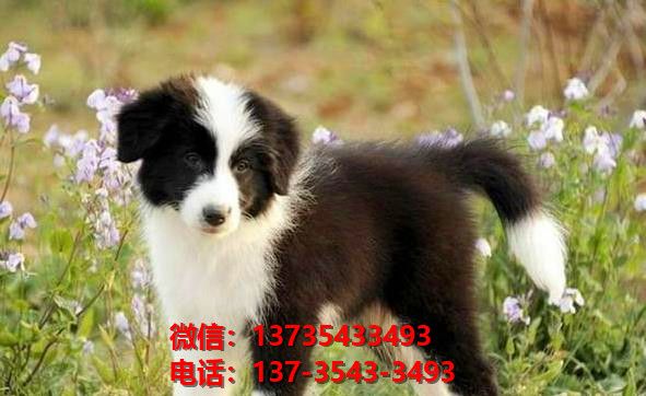 西安宠物狗狗犬舍出售纯种边牧幼犬边境牧羊犬