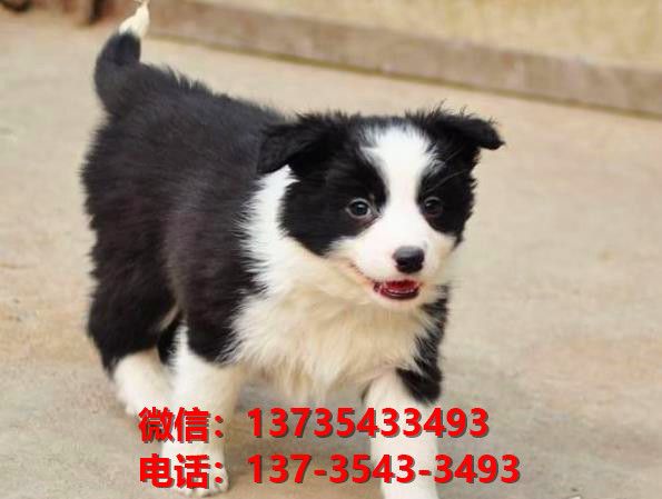 淮南宠物狗狗犬舍出售纯种边牧犬幼犬卖狗买狗