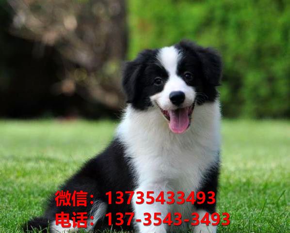 马鞍山宠物狗狗犬舍出售纯种边牧幼犬卖狗地方