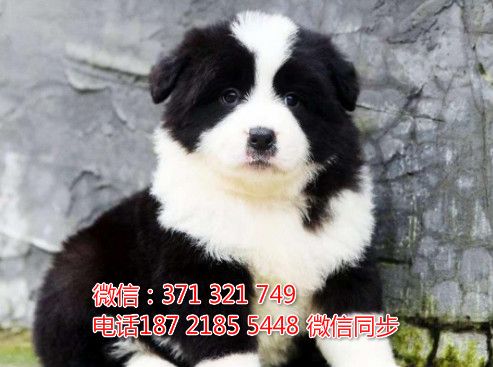 全国特惠边境纯种幼犬 支持上门 支持空运汽运