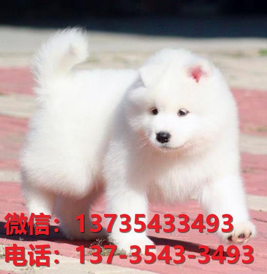 无锡宠物狗狗犬舍出售纯种萨摩耶犬幼犬卖狗买