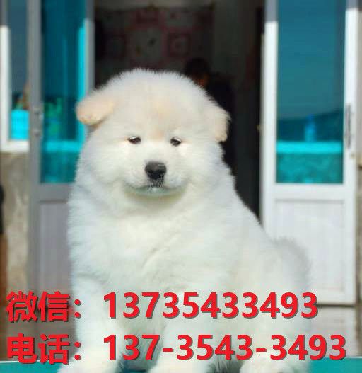 常州宠物狗狗犬舍出售纯种萨摩耶幼犬哪里有狗