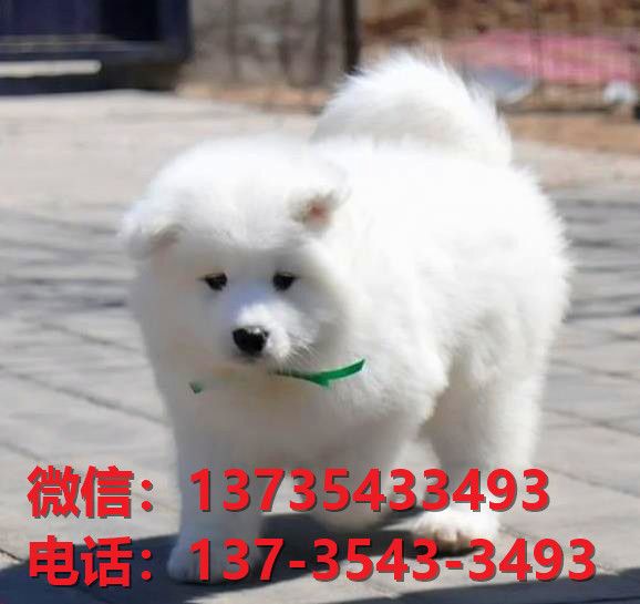 连云港宠物狗狗犬舍出售纯种萨摩耶犬幼犬狗市