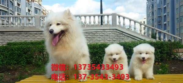 江苏全省宠物狗狗犬舍出售纯种萨摩耶犬澳版萨