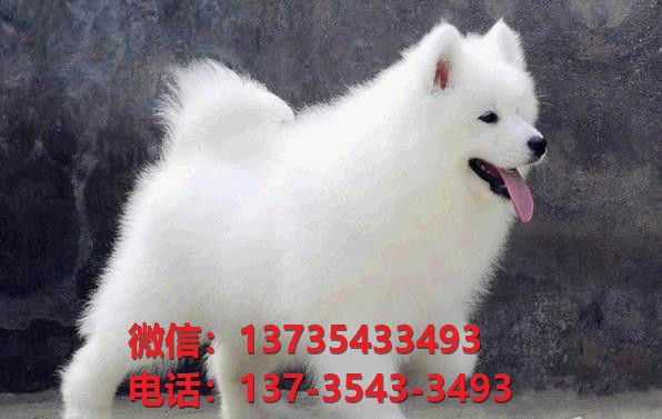 海口宠物狗狗犬舍出售纯种萨摩耶犬澳版萨摩幼