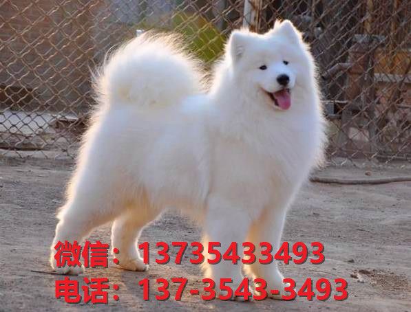 温州宠物狗狗犬舍出售纯种萨摩耶犬幼犬卖狗买