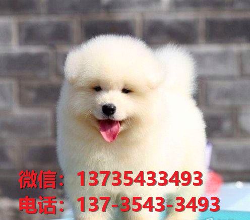 西藏宠物狗狗犬舍出售纯种萨摩耶犬澳版萨摩幼