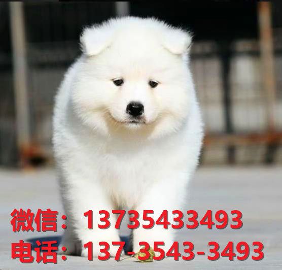 绍兴宠物狗狗犬舍出售纯种萨摩耶幼犬狗市场在
