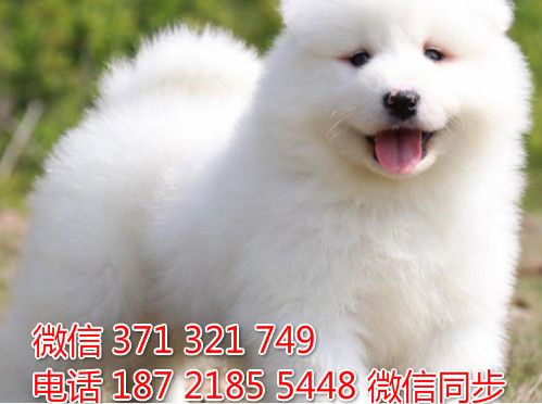 萨摩纯种幼犬出售，犬舍直销萨摩 犬舍狗场宠物