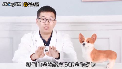 东德牧羊犬怎么看纯种