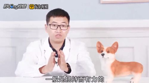 东德牧羊犬怎么看纯种