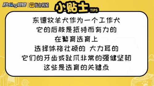 东德牧羊犬怎么看纯种