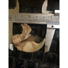 清代的什么爪(se99620091)_7788商城__七七八八商品交易平台(7788.com)