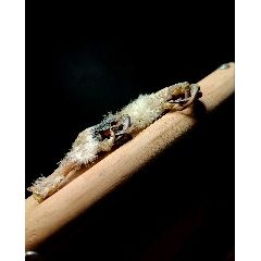 一对爪子(se99270434)_7788商城__七七八八商品交易平台(7788.com)