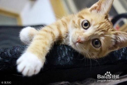 猫咪会得肿瘤病吗？有哪些病症？
