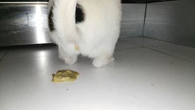 猫咪会得肿瘤病吗？有哪些病症？