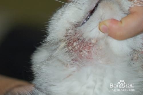 猫咪会得肿瘤病吗？有哪些病症？