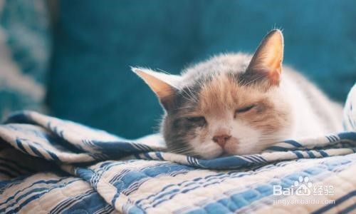 猫咪会得肿瘤病吗？有哪些病症？