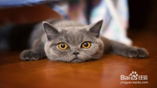 猫咪会得肿瘤病吗？有哪些病症？