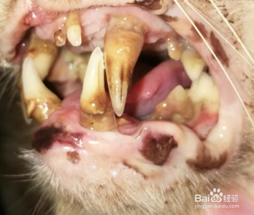 猫咪会得肿瘤病吗？有哪些病症？