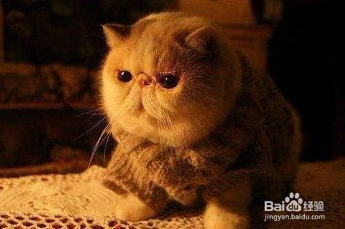 猫咪会得肿瘤病吗？有哪些病症？