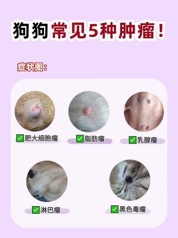【狗狗常见的5种肿瘤！记住这些就够了！】#狗狗 #新手养狗 #狗狗生病 #养狗人 #狗狗肿瘤