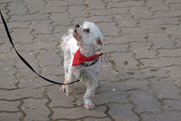 带红色围巾的白色混种犬照片摄影图片