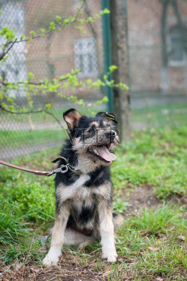 混种犬画像照片摄影图片