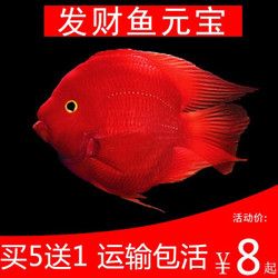 热带观赏鱼血鹦鹉鱼发财宠物鱼金刚鹦鹉起头财神血鹦鹉鱼包活 6-7cm红鹦鹉1条 *13件
