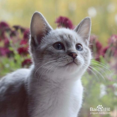 如何饲养小猫？