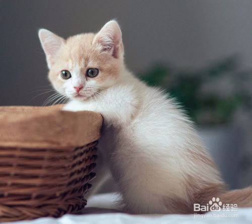 如何饲养小猫？