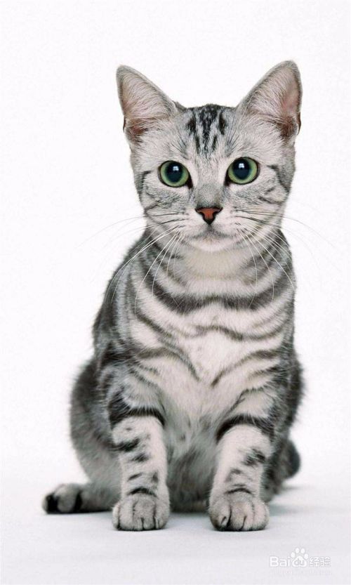 如何饲养小猫？