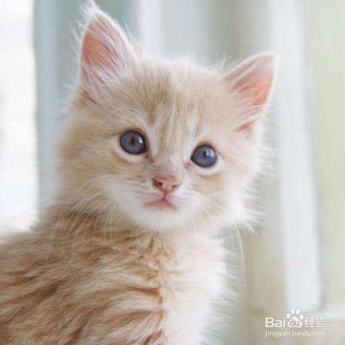 如何饲养小猫？