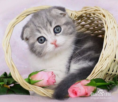 如何饲养小猫？