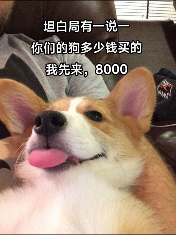 第21集：价格虽有高低，但狗狗无高低贵贱之分 进狗友裙，一起遛狗~撸狗~晒狗~[色][色] 纯交流，没有商家，没有狗贩子，非常热闹[庆祝][烟花] #狗组织#乐宠狗友群#狗狗群#同城宠物群#同城遛狗群