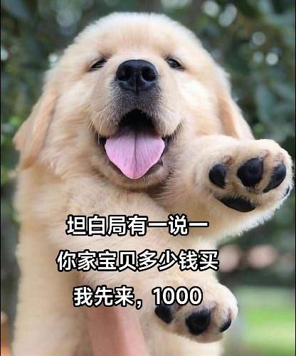 第23集:留下名字和萌照,让大家认识一下狗你家宝贝#狗组织#乐宠狗友群#狗狗群#同城宠物群#同城遛狗群