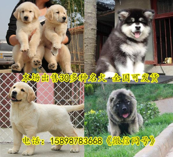 龙港区金毛犬养殖场