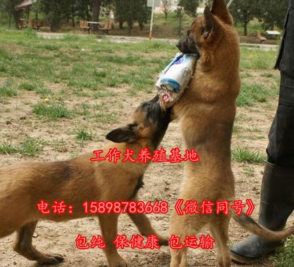 龙港区金毛犬养殖场