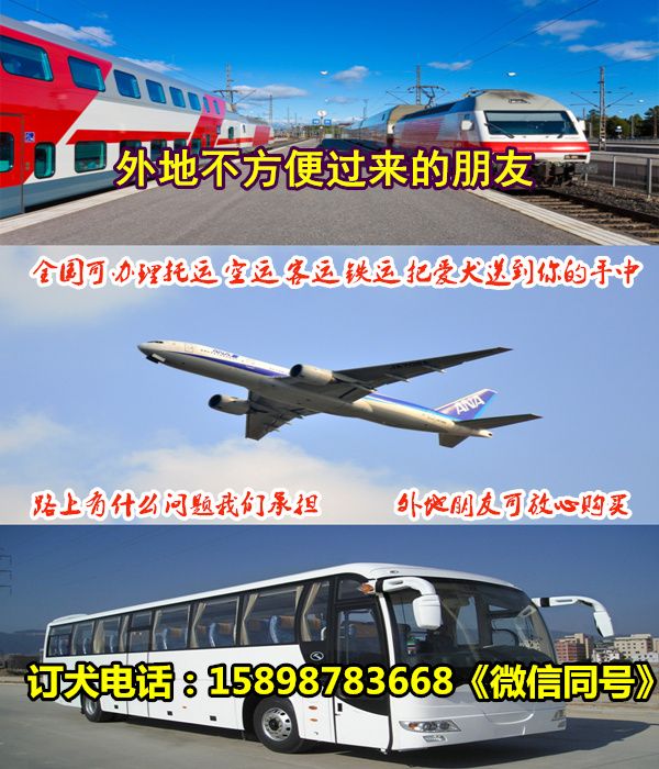 龙港区金毛犬养殖场