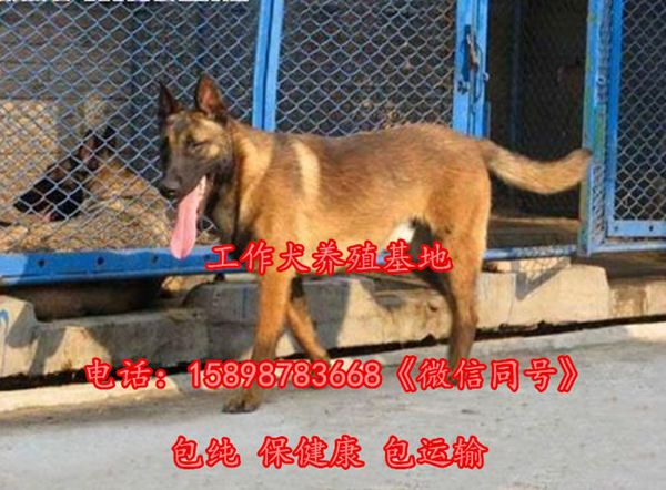 龙港区金毛犬养殖场